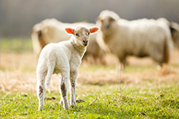 Schafe und Lämmer auf den Marschwiesen in Morsum
