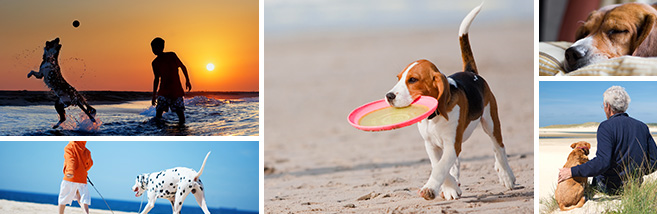 Fotocollage-Hunde-im-Urlaub